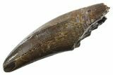 Robust Serrated Tyrannosaurus (T rex) Tooth - Montana #355461-1